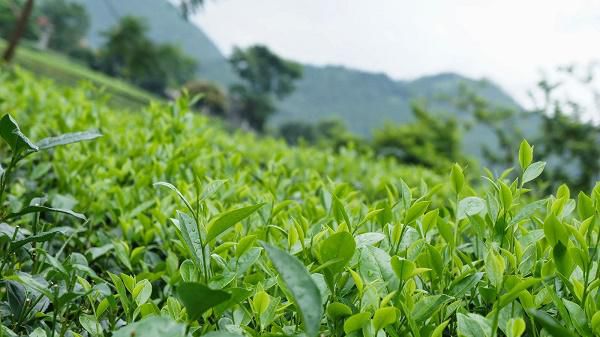 Nguồn gốc của trà Oolong