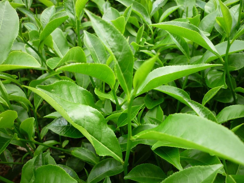 Cây chè Thái Nguyên hay cây trà Thái Nguyên là loại cây công nghiệp được trồng tại tỉnh Thái Nguyên.