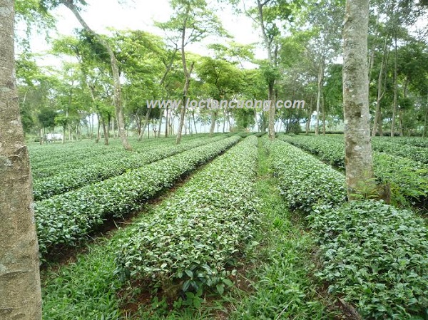 Đồi trà Oolong có rất nhiều cỏ xanh bao phủ để đảm bảo vườn Trà Oolong luôn giữ được độ ẩm và hương thơm hoa cỏ