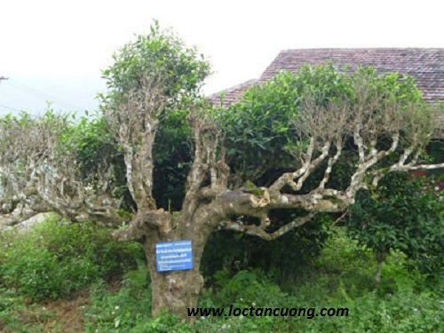 Cây chè cổ thụ được trồng ở Tân Cương - Thái Nguyên