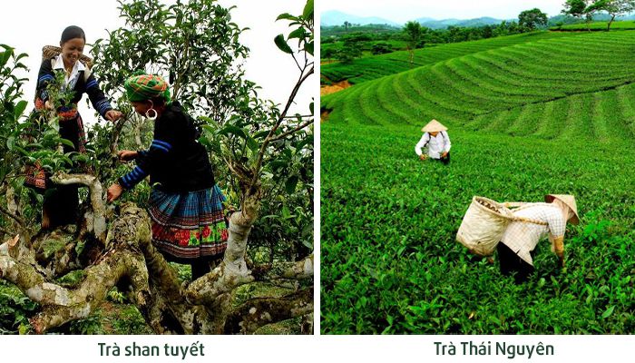 Sự khác nhau khi hái trà shan tuyết & hái trà Thái Nguyên