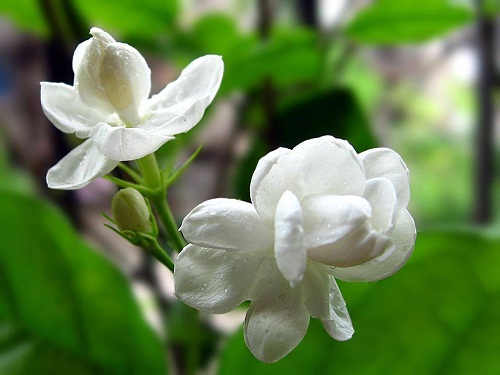 Hoa lài được chọn để ướp trà là loại bông nhỏ, cánh đơn nhưng rất thơm