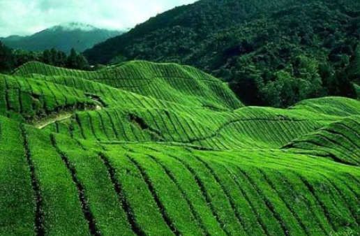 Bột trà xanh Đài Loan