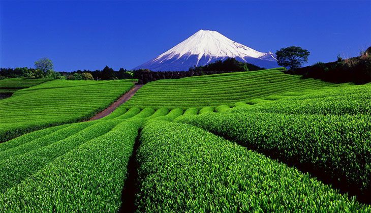 Nhật Bản là nơi có truyền thống uông trà đạo từ bột matcha