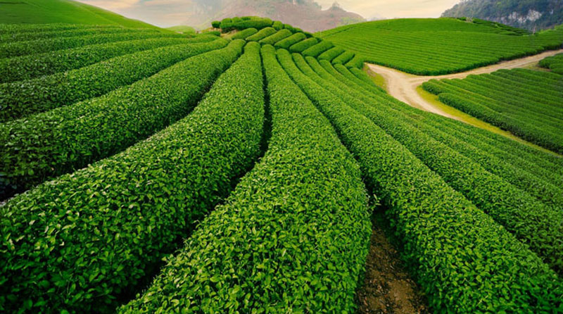 Vùng trà Thái Nguyên